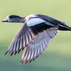 My Duck Log Icon