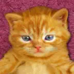 Kitten Calculator iOS Icon