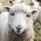 Farm Animal Sounds & Noises iOS Icon