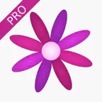 Menstrual Period Tracker Pro iOS Icon