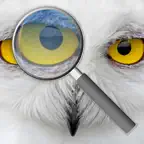 Photo Loupe iOS Icon