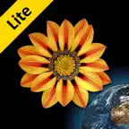 Web Images Lite Icon