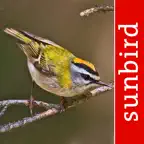 Vogel Id Schweiz iOS Icon