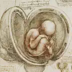 Leonardo da Vinci: Anatomy iOS Icon