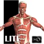 Visual Anatomy Lite iOS Icon