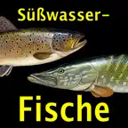 Europäische Süßwasserfische iOS Icon