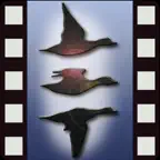 Smart Birding 〜野鳥映像アーカイブス〜 iOS Icon