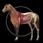 Horse Anatomy: Equine 3D iOS Icon