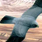 Birds of the Middle East iOS Icon