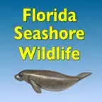 Florida Seashore Wildlife iOS Icon