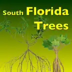 Southern Florida Trees iOS Icon