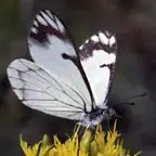 Forest Insect Pests iOS Icon