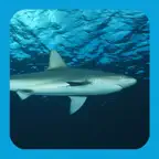eGuide to Sharks and Rays iOS Icon
