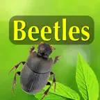 North American Beetles iOS Icon