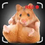 Talking Hamster Games For Your iPhone icon
