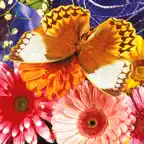 Butterfly Jigsaw iOS Icon