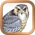 Druid Oracle Cards iOS Icon