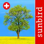 Baum Id Schweiz - Naturführer iOS Icon