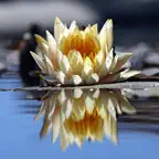 Photo Reflection -Water Effect iOS Icon