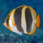 Lord Howe Fish ID iOS Icon