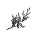Cedar Lodge on Honey Creek iOS Icon