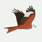 Rovfugle og Ugler icon