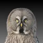 Bird Sounds Northern Europe iOS Icon