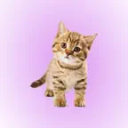 Cat Sounds Soundboard iOS Icon