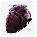 3D Heart Anatomy icon