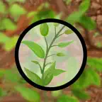 Stone Child College Plant ID iOS Icon