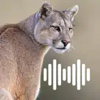 Hunting Calls: Cougar iOS Icon
