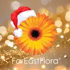 Far East Flora icon