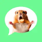 Message Stickers : Hamster iOS Icon