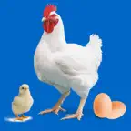 Easy Poultry & Chicken Manager iOS Icon
