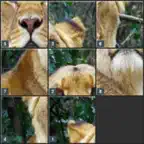 My Slide Puzzle Game iOS Icon