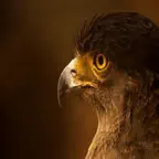 PSGFALCON iOS Icon