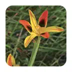 Field Guide to Renosterveld iOS Icon