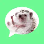 Message stickers : hedgehog iOS Icon