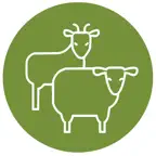 SZOnline-App iOS Icon
