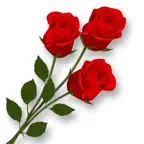 RoseDay Flower of Love Sticker iOS Icon