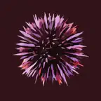 Under The Sea iOS Icon