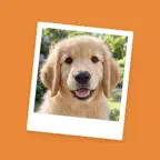 PupFi: Puppy Schedule & Potty iOS Icon