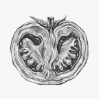 Bellybook Icon