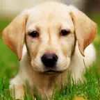 Slide Puzzle with Adorable Puppies iOS Icon
