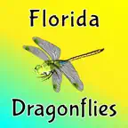 Florida Dragonflies iOS Icon