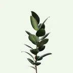 Plant Journal & Watering iOS Icon