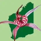 Western Australian Orchid Key iOS Icon