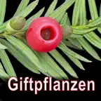 Giftpflanzen Mitteleuropas iOS Icon