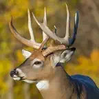 Whitetail Deer Calls Offline iOS Icon