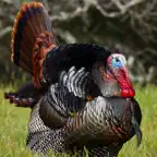 Turkey Hunting Calls App iOS Icon